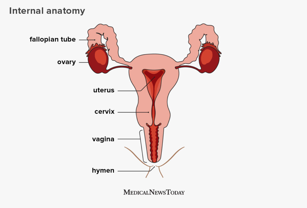 Ectopic pregnancy — illustration of a fertilized egg implanted outside the uterus